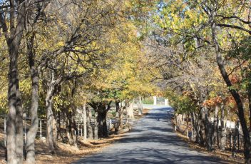 fall_road