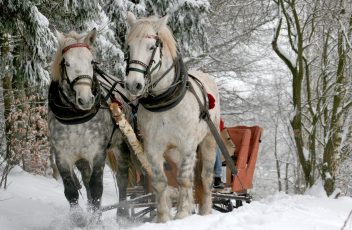 animals-forest-horses-small2