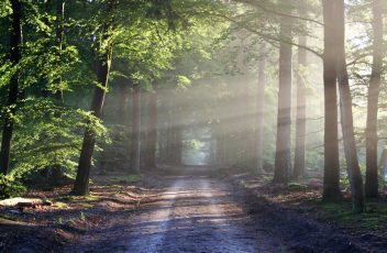 road-sun-rays-path-crop