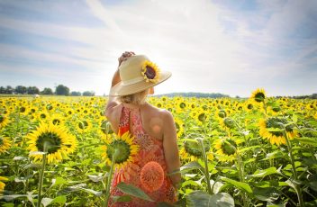 sunflowers-3640935_1280