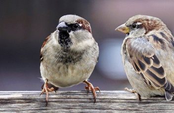 sparrows-2759978_1280